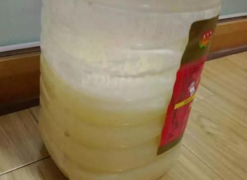 壮花|王大爷养君子兰经验真足!花肥就用此2种,根壮花旺长势好!