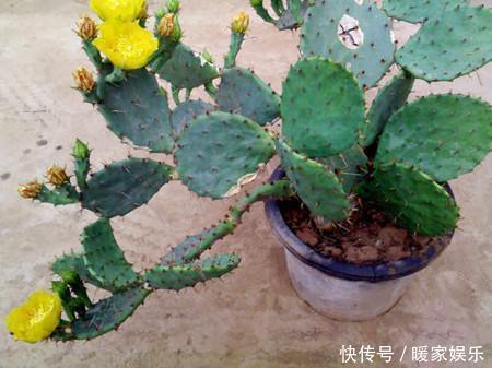 蹭蹭|仙人掌浇水有讲究,死记这几点,蹭蹭长成大高个!