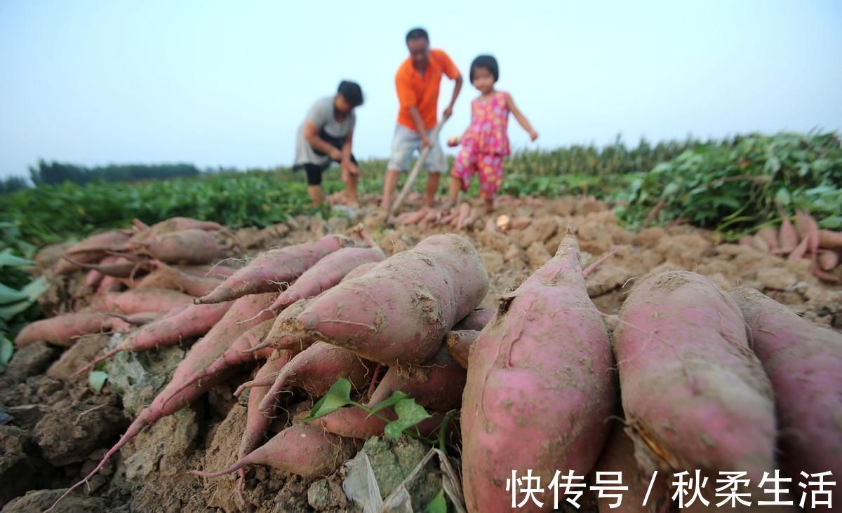降血糖|土豆、红薯、山药的淀粉含量高,升血糖还是降血糖糖友能常吃吗