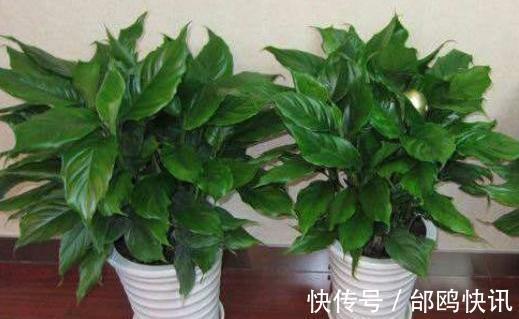 养花盆土易板结,挖个“小坑”巧解决,营养又透气,两年不用换盆