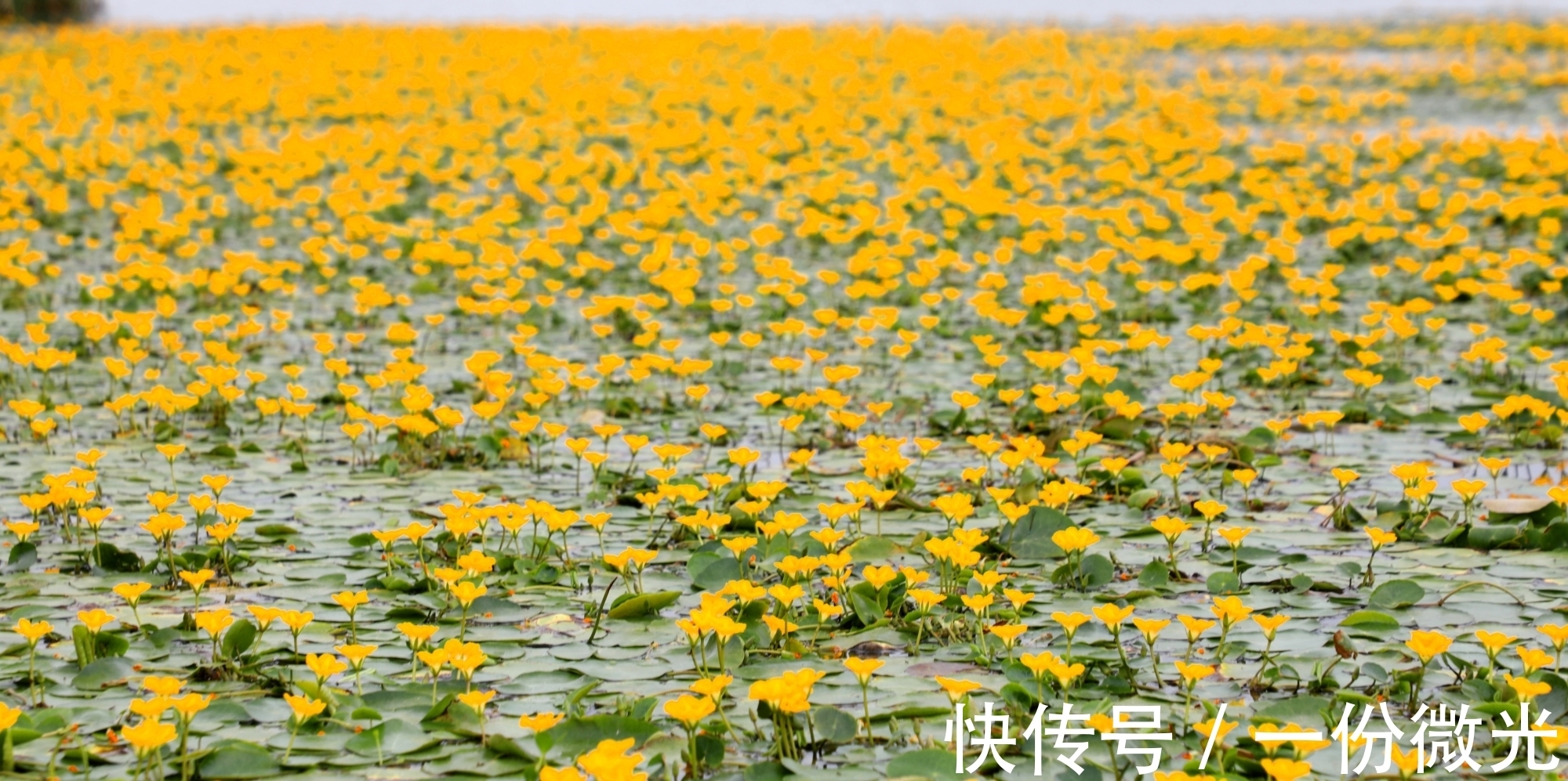 西周&《诗经》之谜终于破解!《周南召南》的来源与唯一性的历史地理