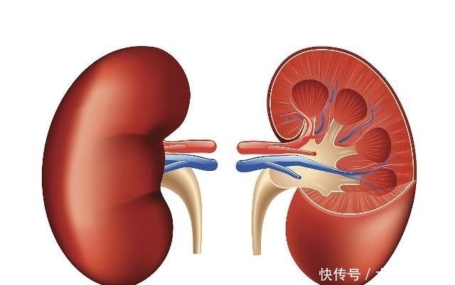 生活中|肾好的男人,一天排尿次数不会超过“几数”?