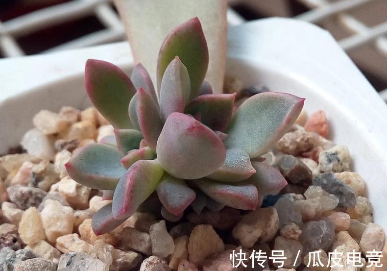 教你一招,把多肉养的萌胖萌胖的