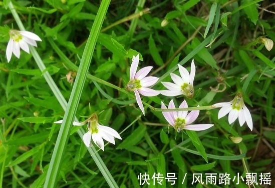 抑毒|农地里的“草”，人称“蛇总管”，是味镇痛抑毒的良药