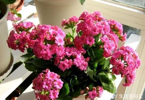 金钟|忘了绿萝、吊兰吧,换上3种花,好看又好养,是家庭盆栽佳品