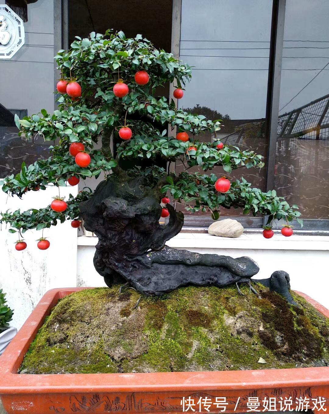 6大“富贵花”,能养几十年,花大雍容又华丽,能养成“传家宝”