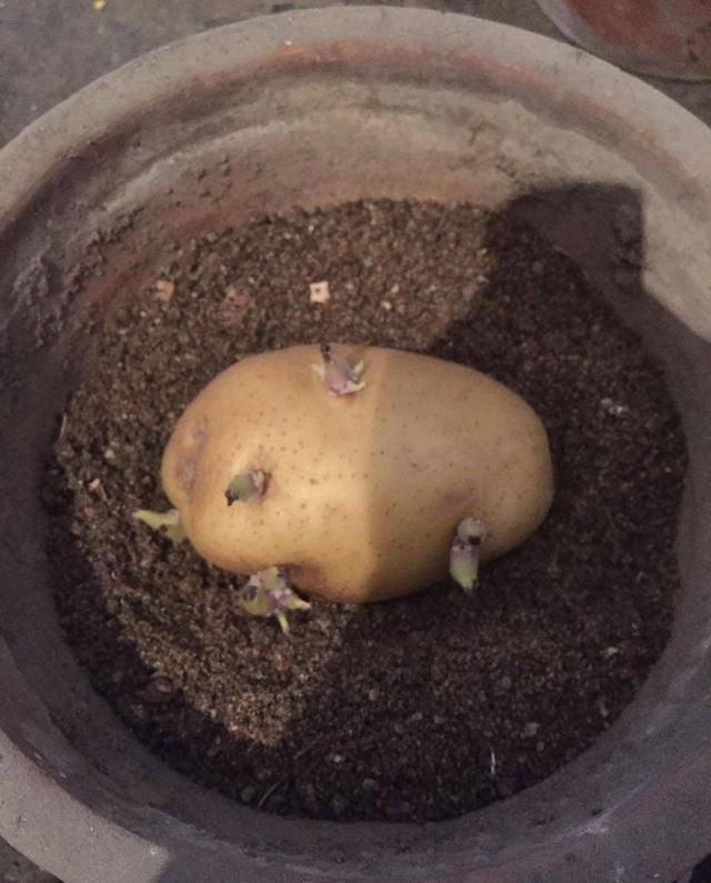 生姜、土豆吃不完,就扔“花盆里”,长成漂亮盆栽,结出丰硕果实