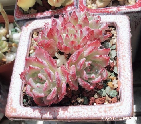 多肉颜色不好看，这样养护，色彩鲜艳，颜值爆表！