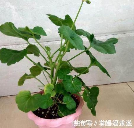 阳台上|这花花期长又漂亮,一个扦插小窍门,十天生根,轻松爆盆开成花球