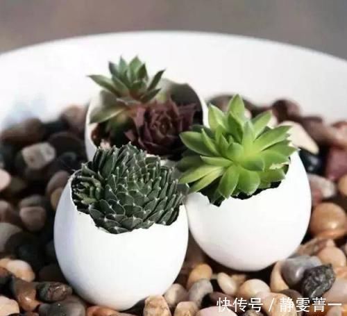 家里几种没用的东西,用来养花,省钱又实用,乐趣十足!