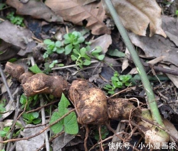 喂猪|这种野草似人参，农民拿它喂猪，却不知它是价值昂贵的“鸡爪参”