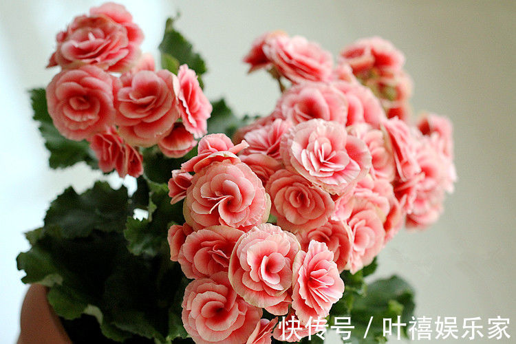 球根海棠|此款几款花卉,美如玫瑰,仙气十足,四季花开不停,阳台变花海