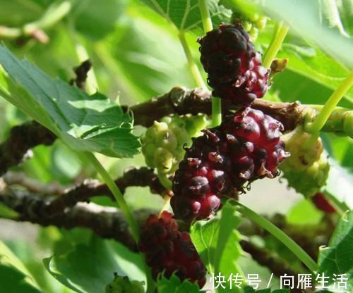 风热感冒|桑叶又称”神仙草“,坚持用桑叶泡水喝一周,4大喜事会悄悄登门