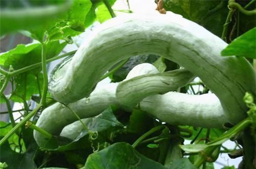 生病|肝脏很重要，医生：常吃3种食物，你的肝到老也不生病