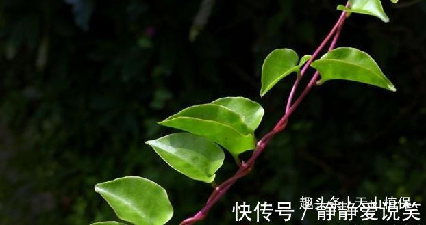 小年药|此野草生果实很珍贵,晒干后能卖到300元一斤,你对它了解多少