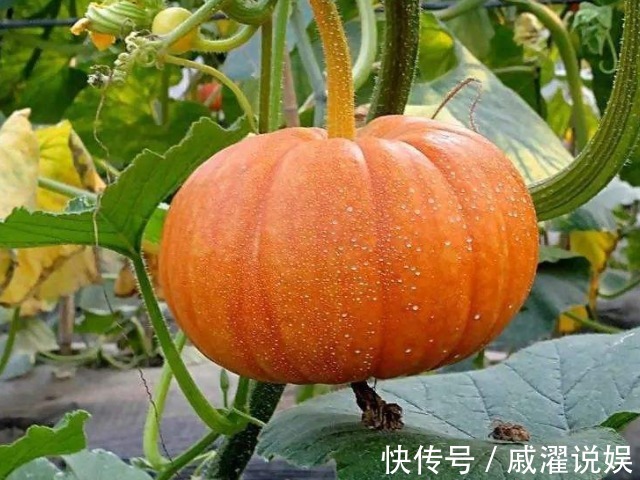 污血|女人月经期间,4种食物放心吃,或能排出子宫污血,远离妇科疾病