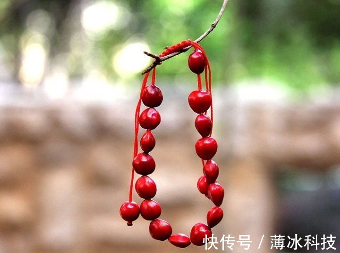 买红豆，选“圆红豆”还是“长红豆”？口感营养区别大，别买错了