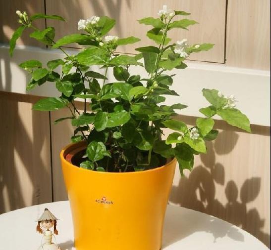 茉莉花、三角梅不开花,施肥光照浇水“齐上场”,花苞全都窜出来