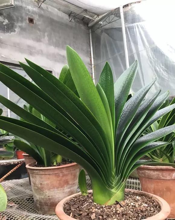 君子兰不开花不抽箭？浇水时加点料，快速抽箭，花开不断