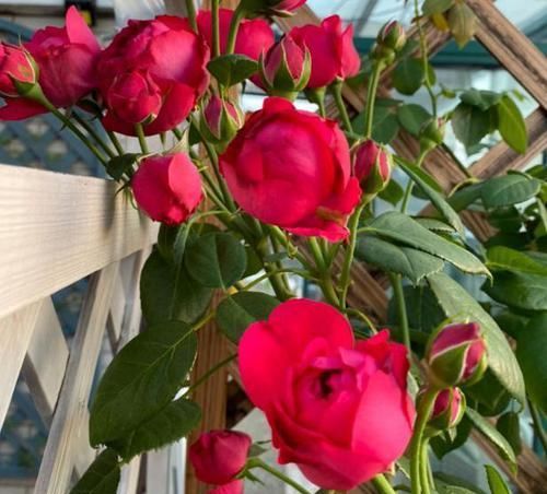 花盆|什么东西适合养花?这些宝贝,帮搞定花盆、花土、花肥问题