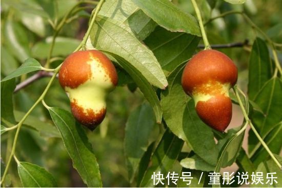 中老年人|立秋后,不妨多食这种补血果!每天食几颗,补血养血,气色更红润