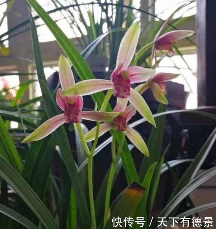 4种花比牡丹还漂亮,比绿萝还好养,年年花开不断