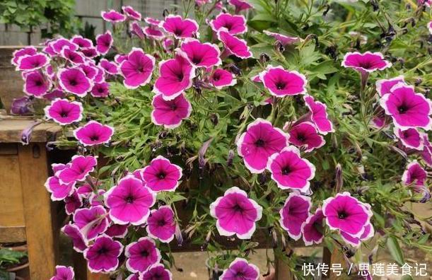 给花草换盆怕入坑掌握6处正确做法，再不用烦恼伤亡问题