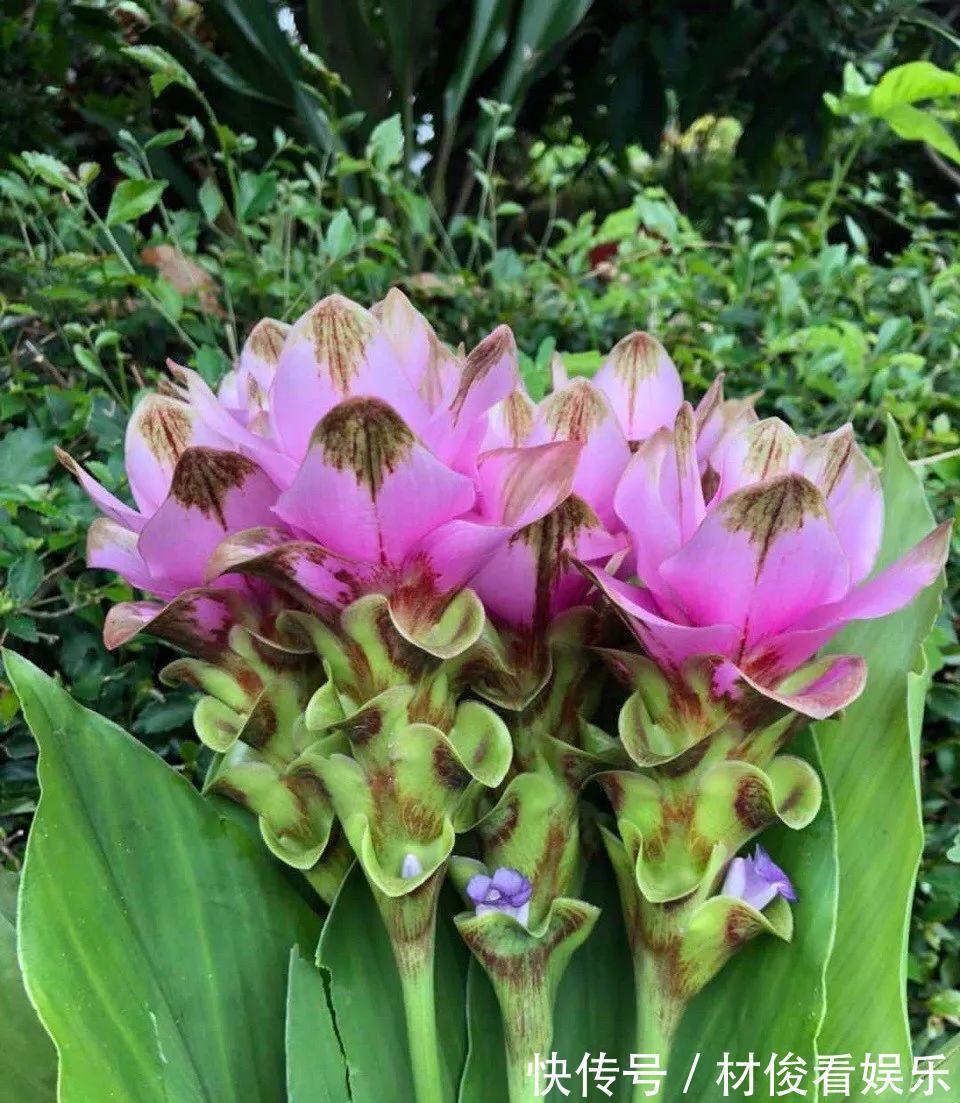 姜荷花|大爷养的“荷花”,窜的房顶高,垂下来变成花瀑布!