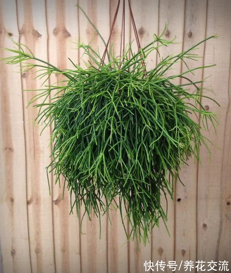 8种小众的垂盆花卉,小巧且可爱,朝东的窗台上可悬挂几盆