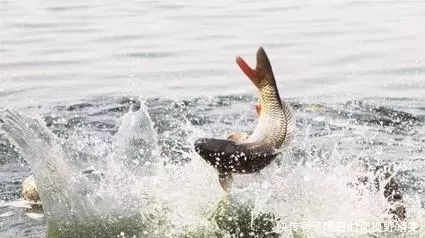 浮漂|钓鱼这样识别漂相，中鱼率大大提升！