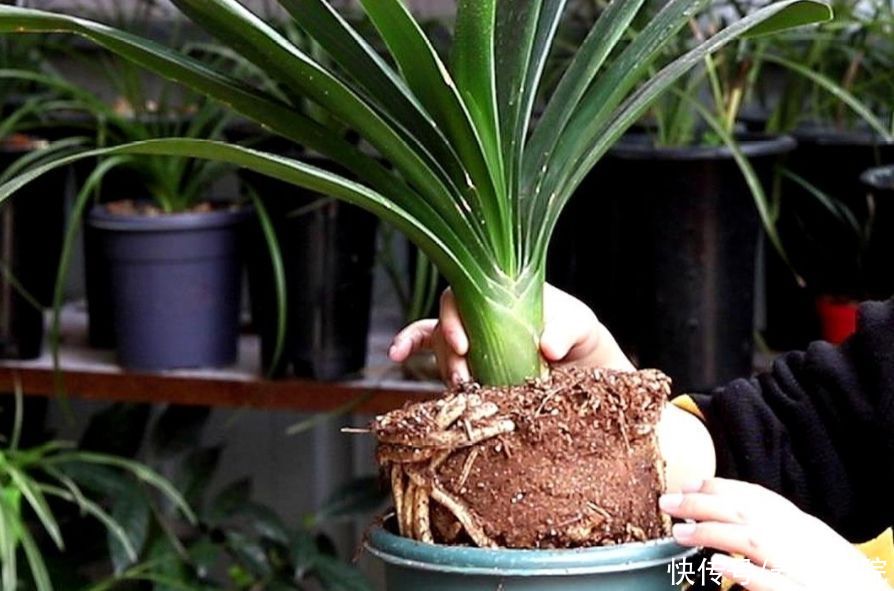 烂根|7、8月养君子兰，就怕做错4件事，容易造成烂根黄叶