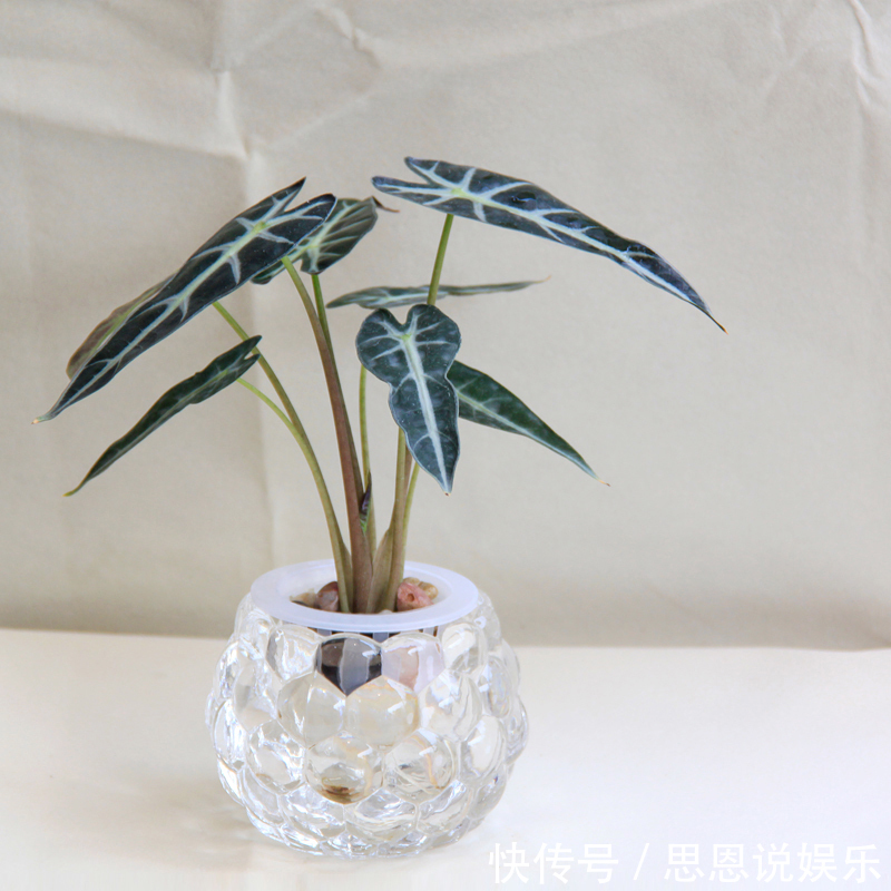 天热了,1壶水2片药,制成“药水”浇花,盆栽叶子绿、开花多