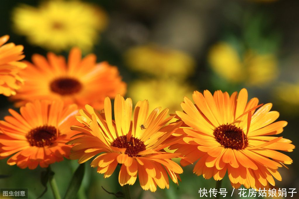 治疗|蚊虫驱除不掉怎么办？5种花草能驱除蚊虫，汁液能治疗蚊虫叮咬