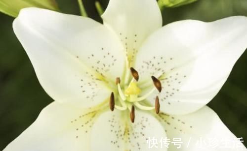 百合干|失眠的“救星”找到了,睡前来一点,安神静气,让你夜夜睡得香