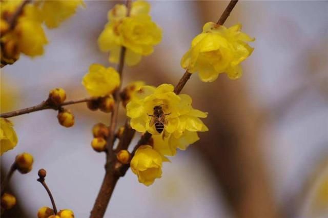冬日|冬日名花蜡梅诗词4首,高奇是蜡梅,蜡梅花冠百花香