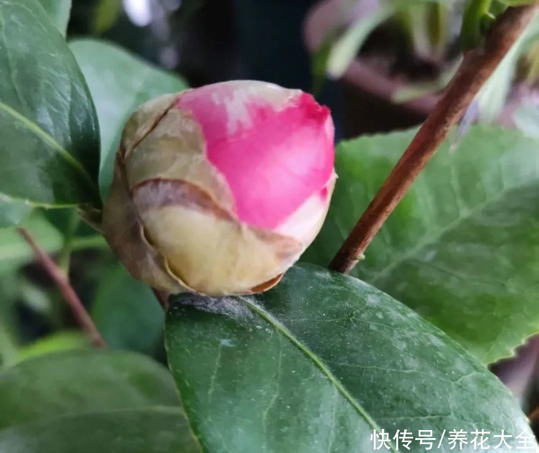 月季|8种花，现在快施肥，秋天开出满树花