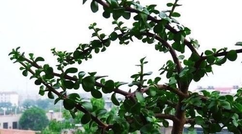 金枝玉叶是马齿苋吗?怎么样施肥和浇水,才能让她真正成为金枝玉叶呢?