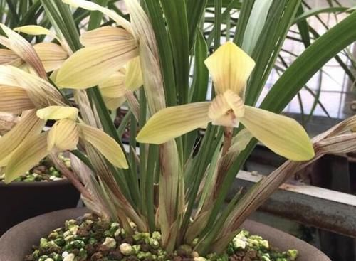 冬日养兰花,做好这些,花香似香水,却比它更安全持久