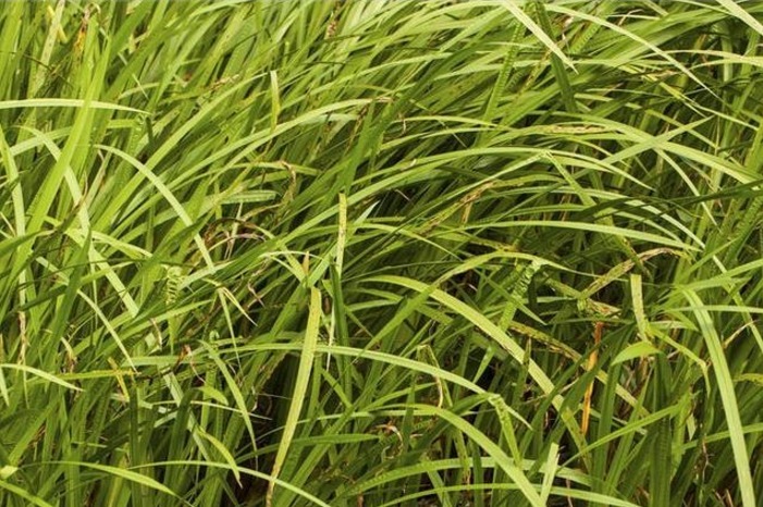 排石|肾结石疼痛难忍!农村水里的一种野草,煮水喝一周排石利尿