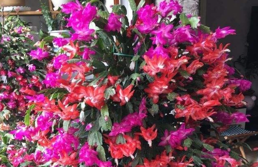 3款“低档花”，一年之后变“老桩”，即镇宅又养人，福气满满