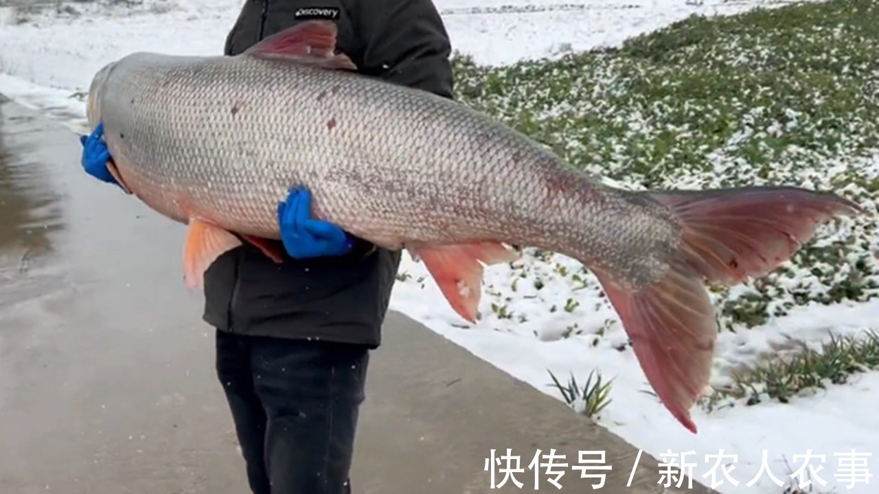 江苏一男子的神操作，春节期间冒雪野钓，意外收获“米级”水老虎