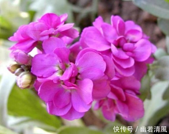 适合家养的几款花卉,开花勤爱爆盆,盛开时繁花似锦