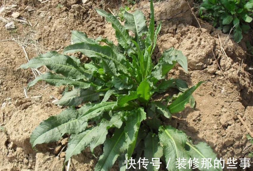 野草|农村一种超酸的野草,药用价值很高,俗称为金不换