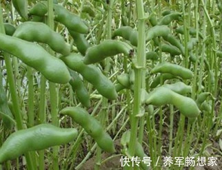 利湿|蚕豆健脾利湿、清毒解热,农民掌握种植要点,收获吃不完的蚕豆