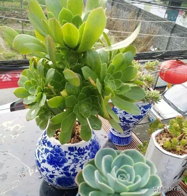 花盆不用买喝剩下的酒瓶,简单一改造,比买的花盆还漂亮