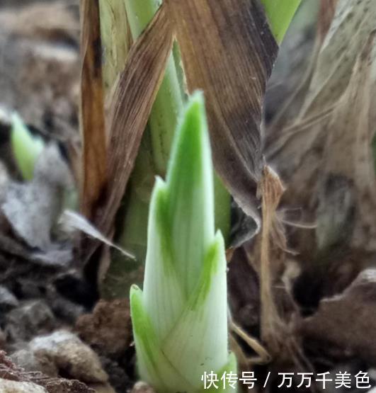 秋天养兰花,掌握3个要点,新芽多长势壮,开花会更多