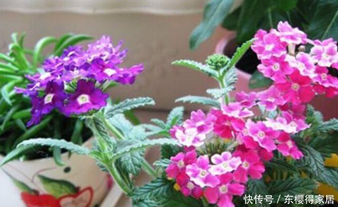 家里就养4种花,满屋飘香,好闻又漂亮,心情舒畅!