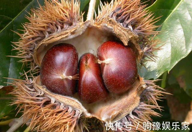 巧克力色|生板栗快速去壳，1分钟剥30个，颗粒完整，附板栗挑选技巧