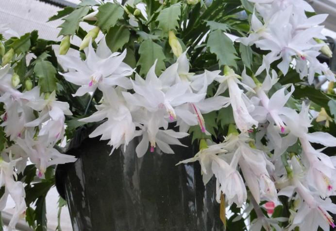 养蟹爪兰改掉3个“坏习惯”,叶片肥厚根系壮,一年开花好几次!