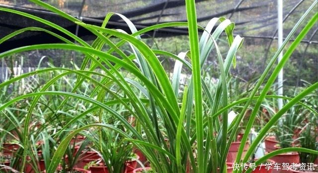 兰花怎样晒太阳,才能长得好又容易开花!